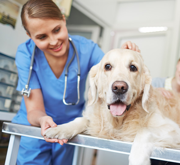 A veterinarian petting a golden retriever