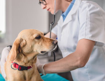 StowPoint Software is the Perfect Industry Solution for Veterinarians 